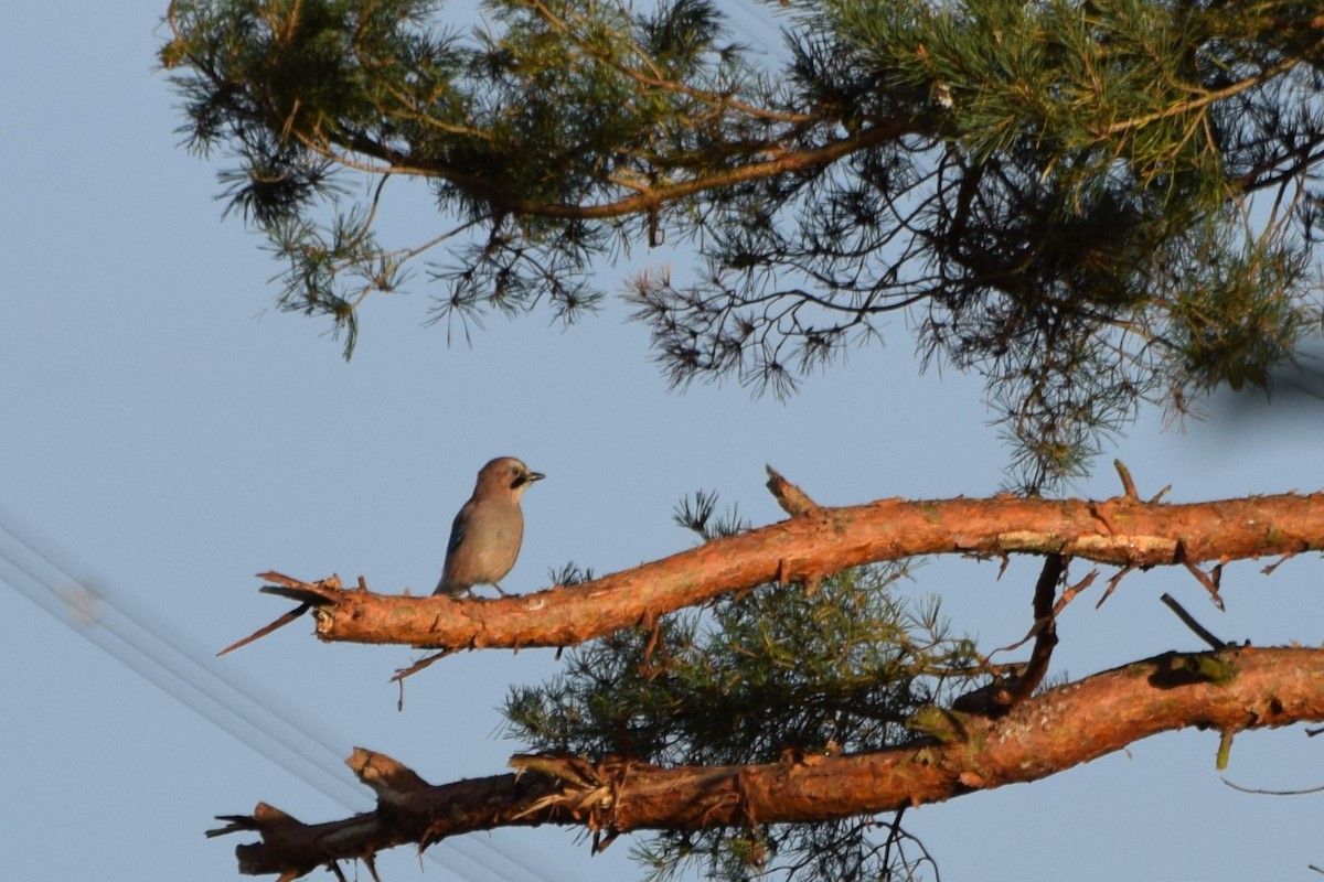 Eurasian Jay - ML642472000