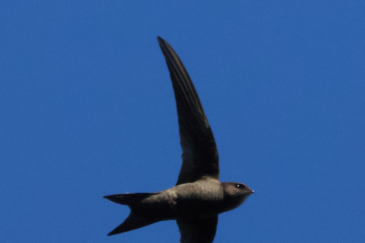 Plain Swift - ML642472017