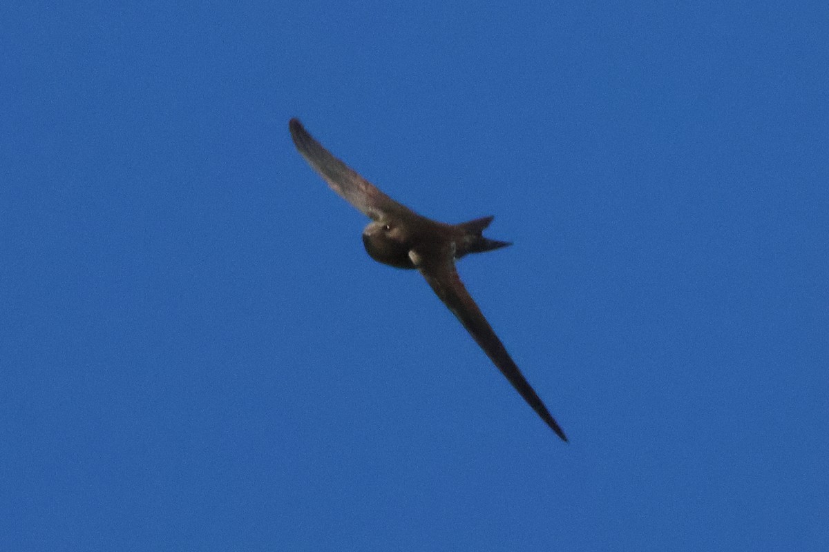 Plain Swift - ML642472019