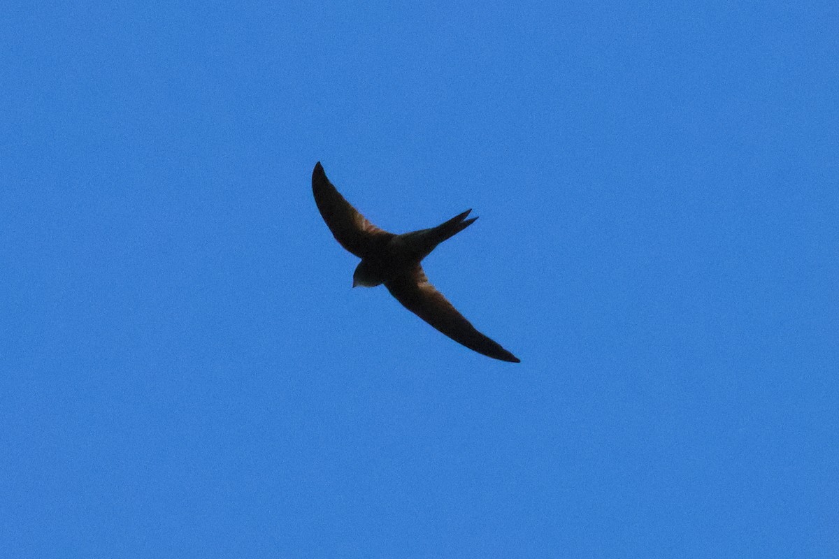 Plain Swift - ML642472020