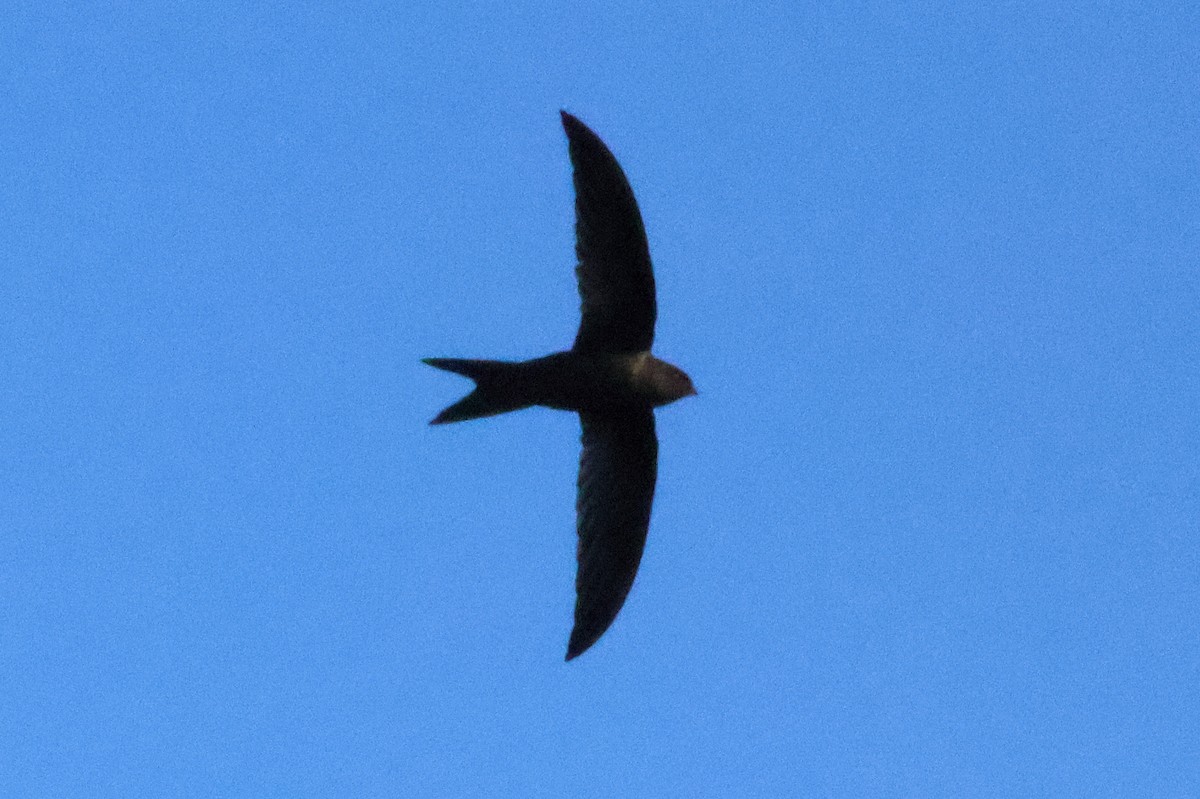 Plain Swift - ML642472021