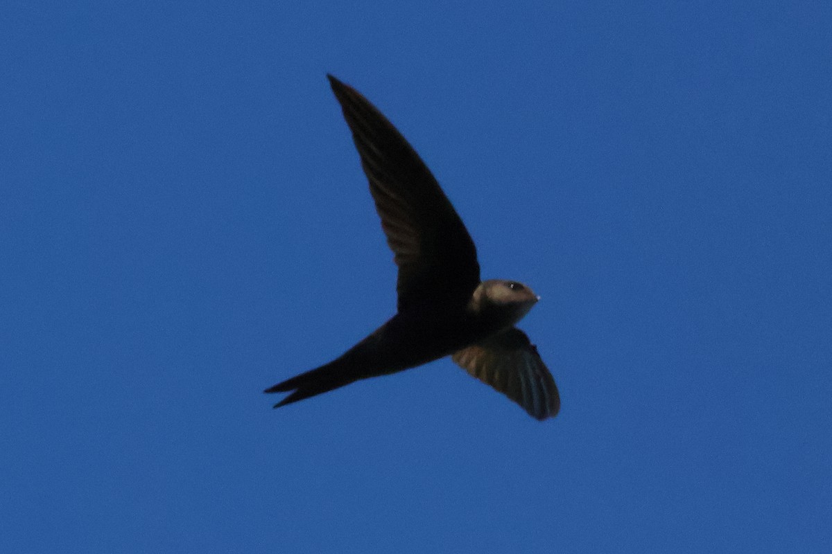 Plain Swift - ML642472022