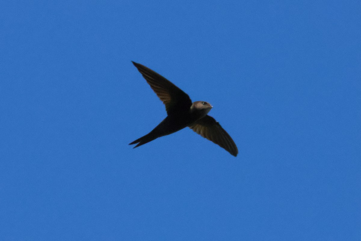 Plain Swift - ML642472024