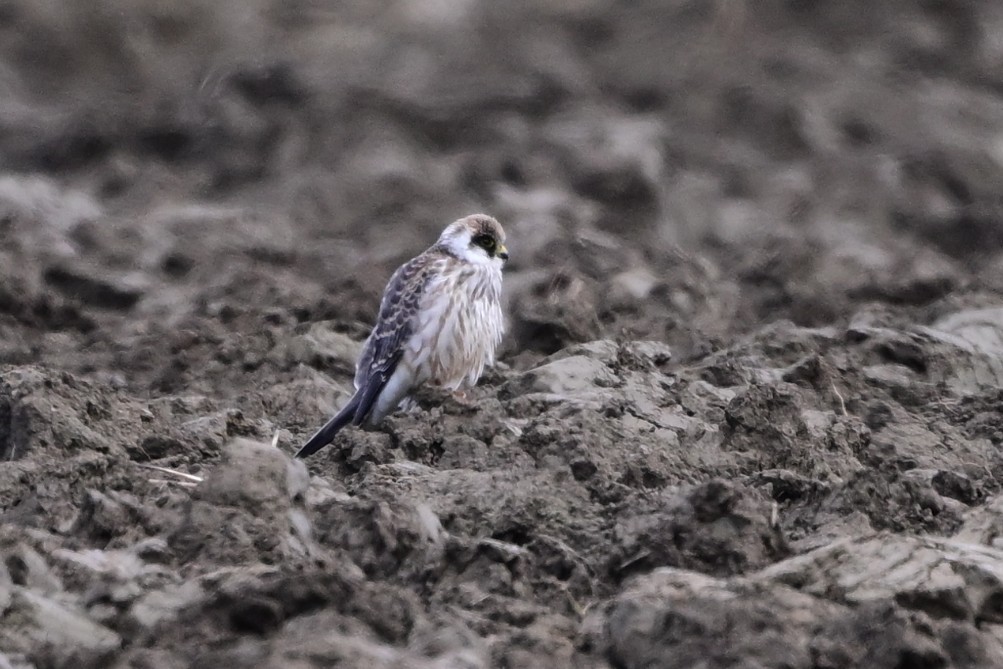 Red-footed Falcon - ML642472025