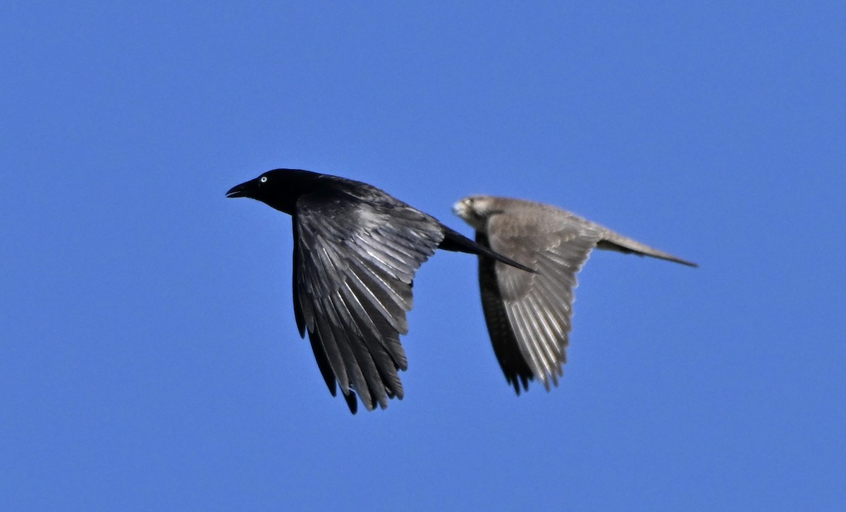 Black Falcon - ML642472027