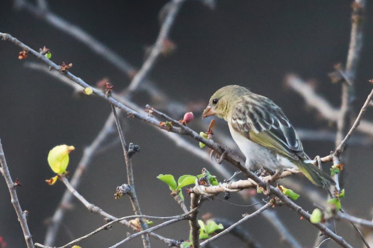 Rüppell's Weaver - ML642472028