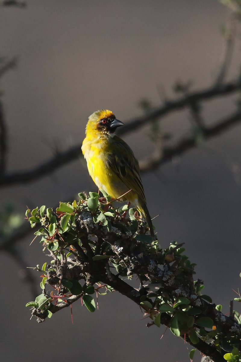 Rüppell's Weaver - ML642472030