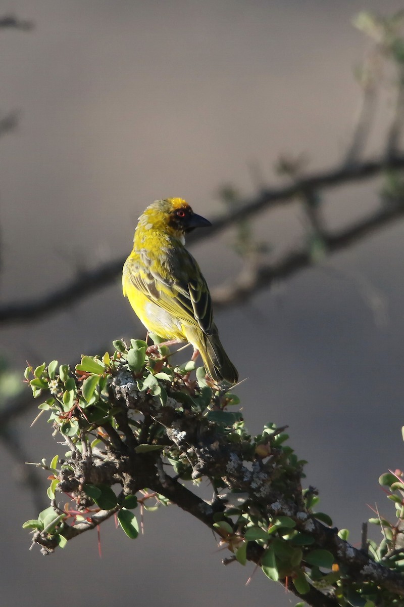 Rüppell's Weaver - ML642472031