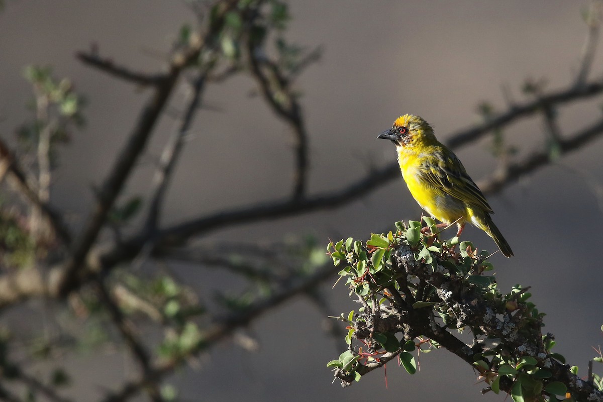 Rüppell's Weaver - ML642472032