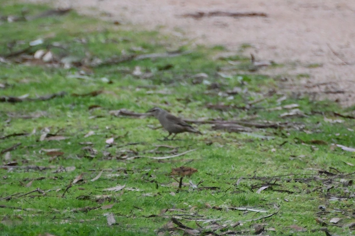 Brown Treecreeper - ML642472038