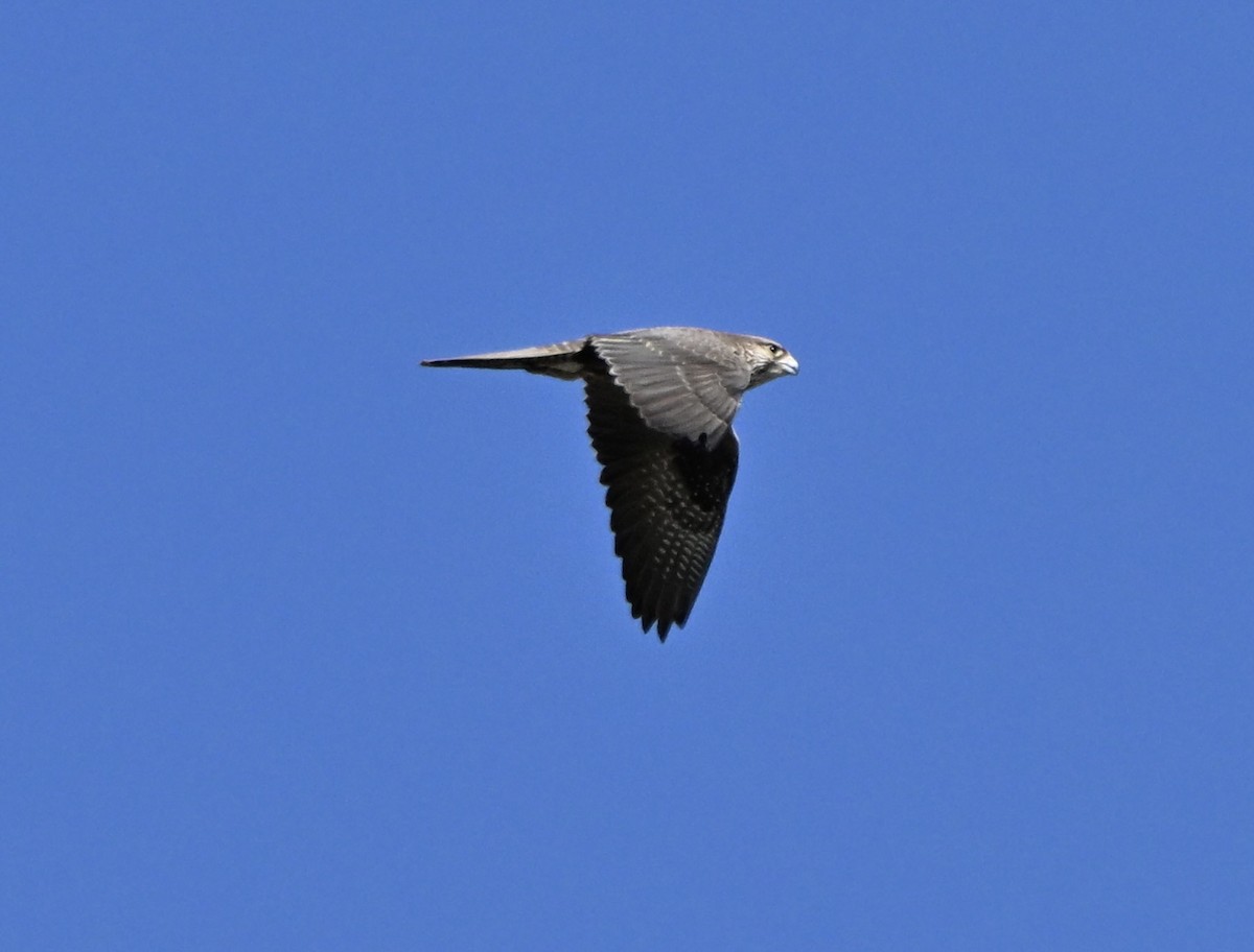 Black Falcon - ML642472046