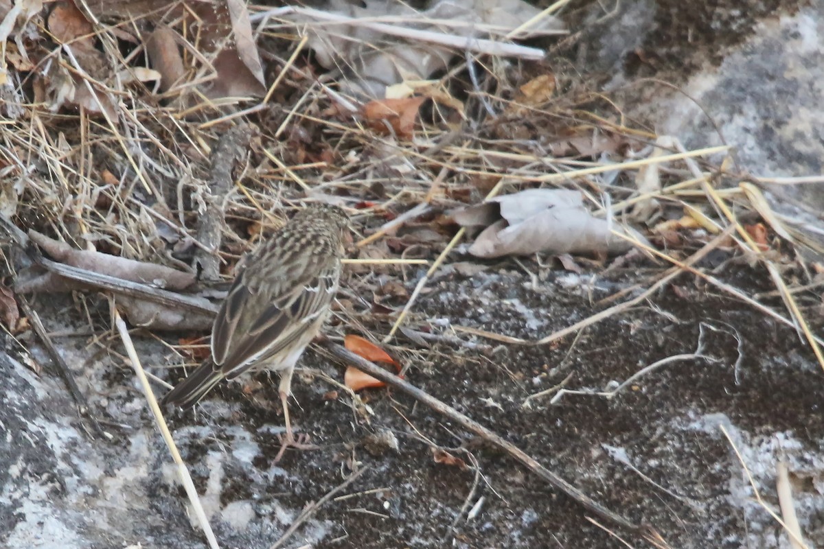 Tree Pipit - ML642472054