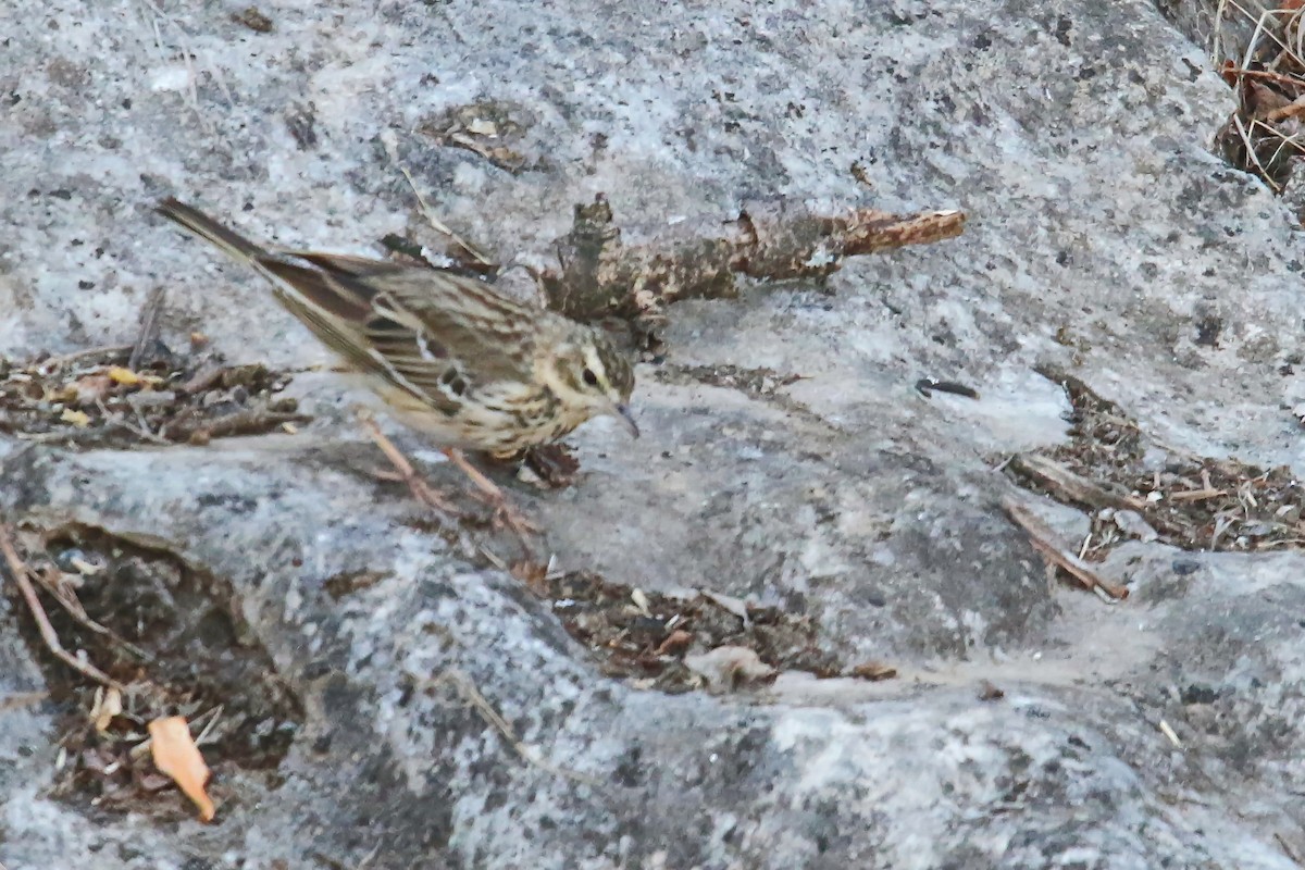 Tree Pipit - ML642472055