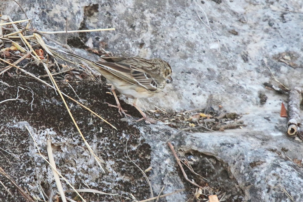 Tree Pipit - ML642472056
