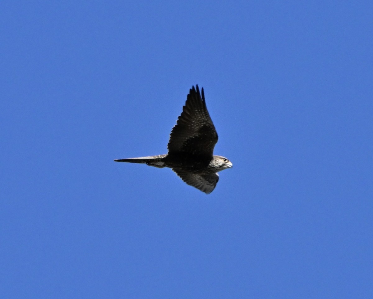Black Falcon - ML642472058