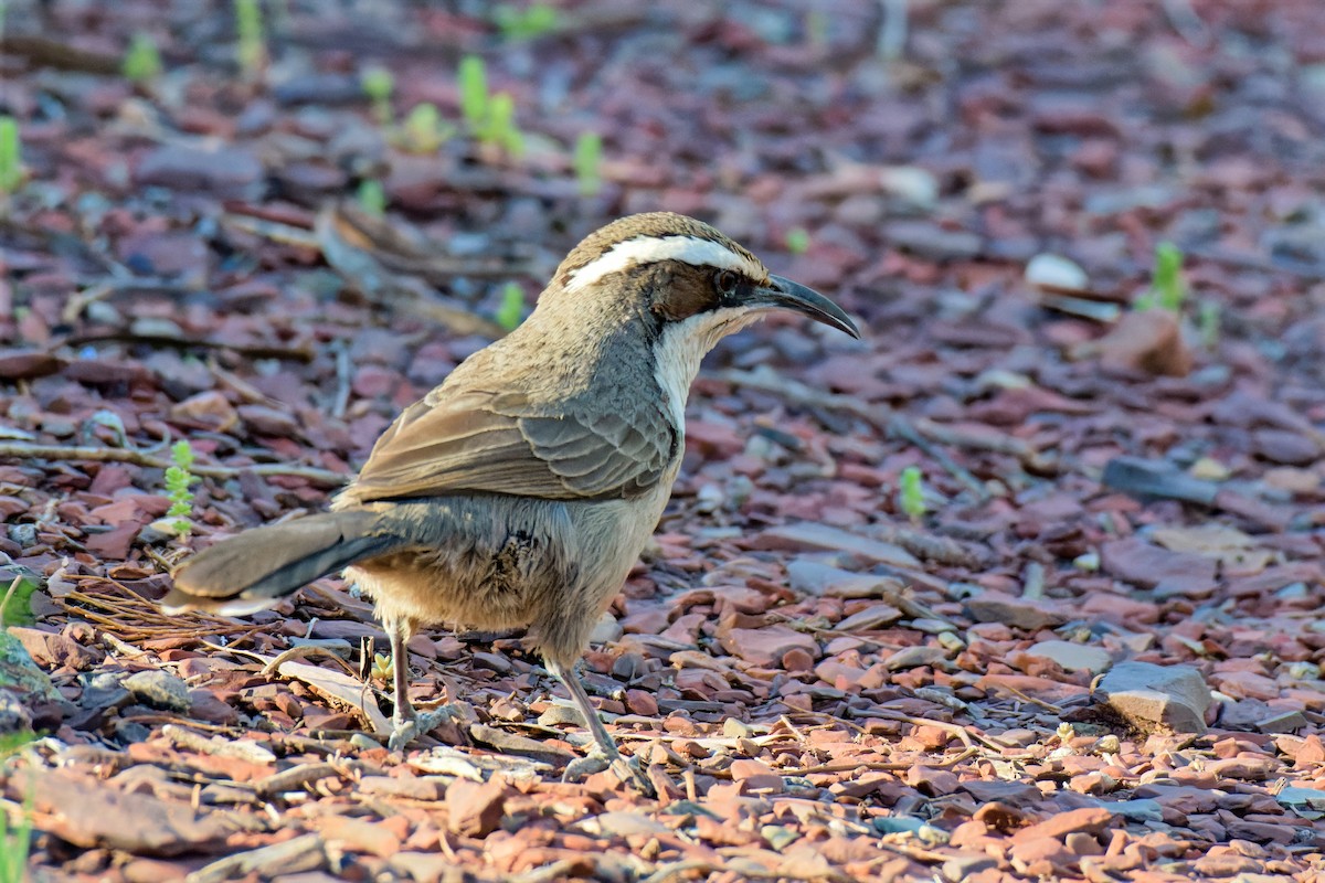 White-browed Babbler - ML642472069