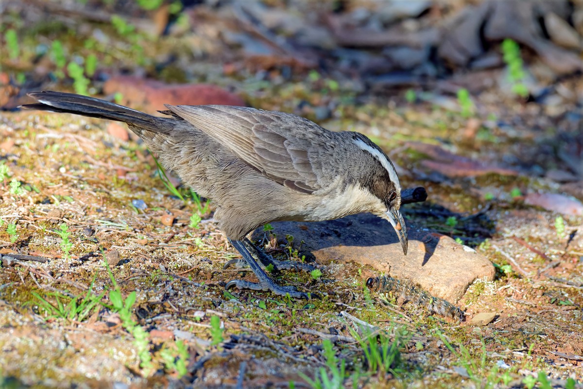 White-browed Babbler - ML642472071