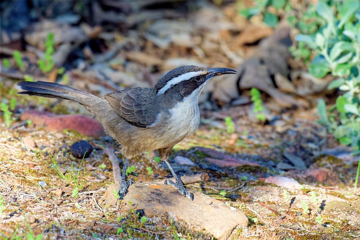 White-browed Babbler - ML642472072
