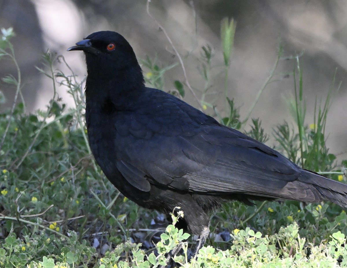 White-winged Chough - ML642472075