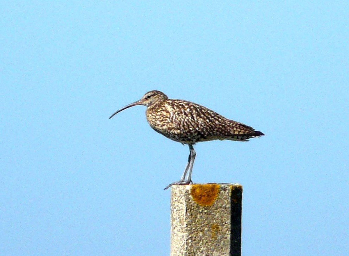 Brachvogel - ML642472117