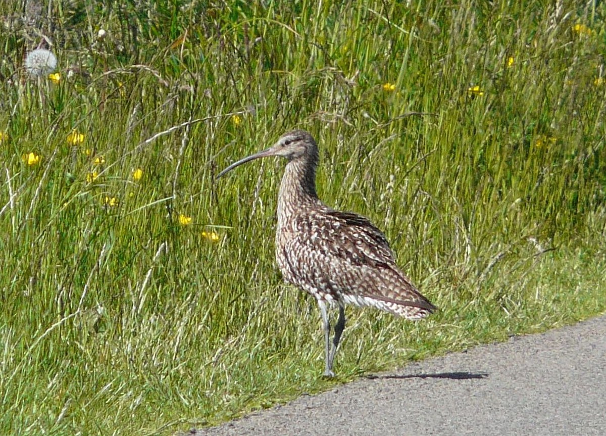 Brachvogel - ML642472121