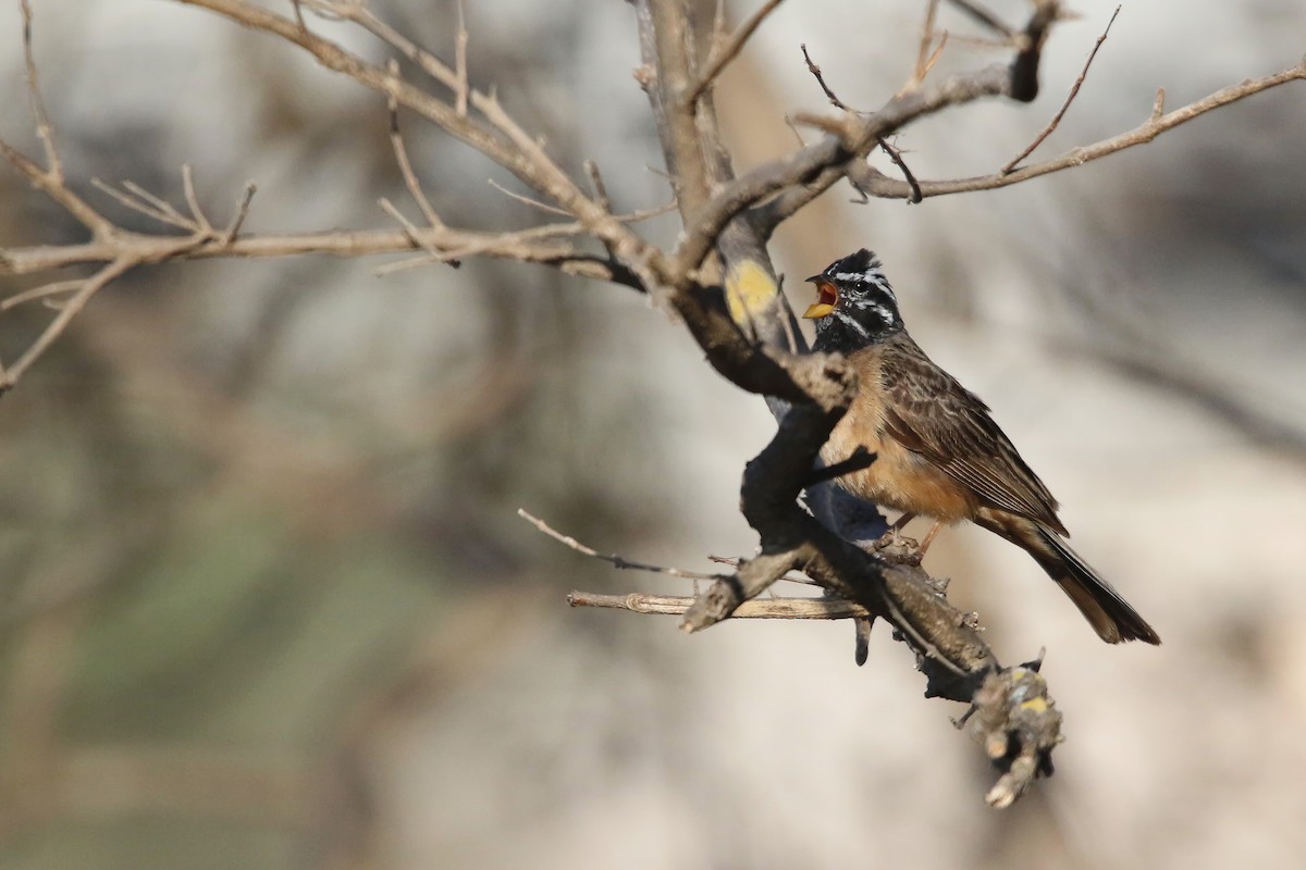 Cinnamon-breasted Bunting - ML642472138