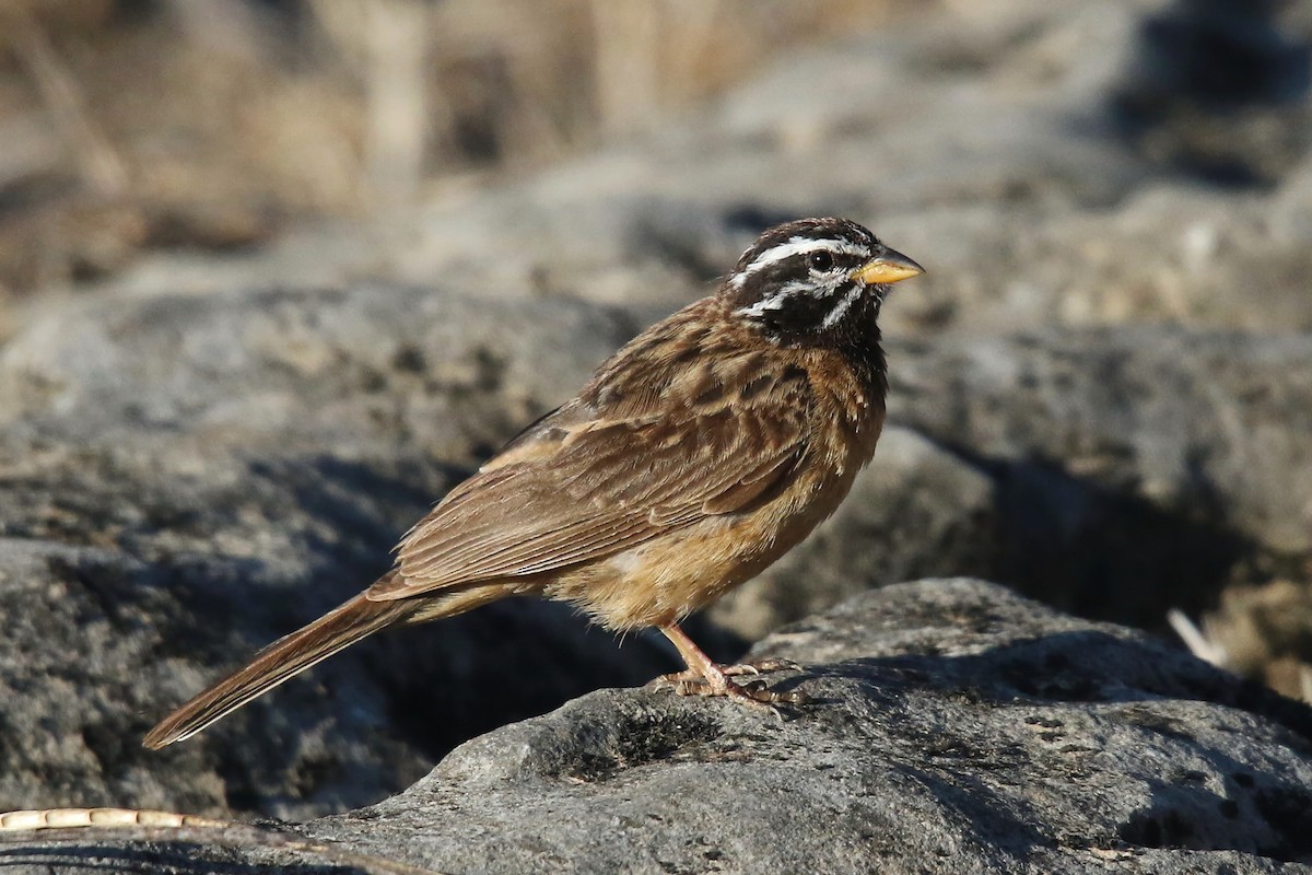 Cinnamon-breasted Bunting - ML642472139