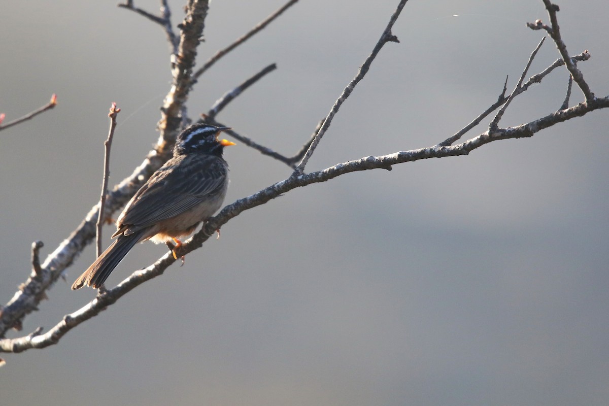 Cinnamon-breasted Bunting - ML642472141