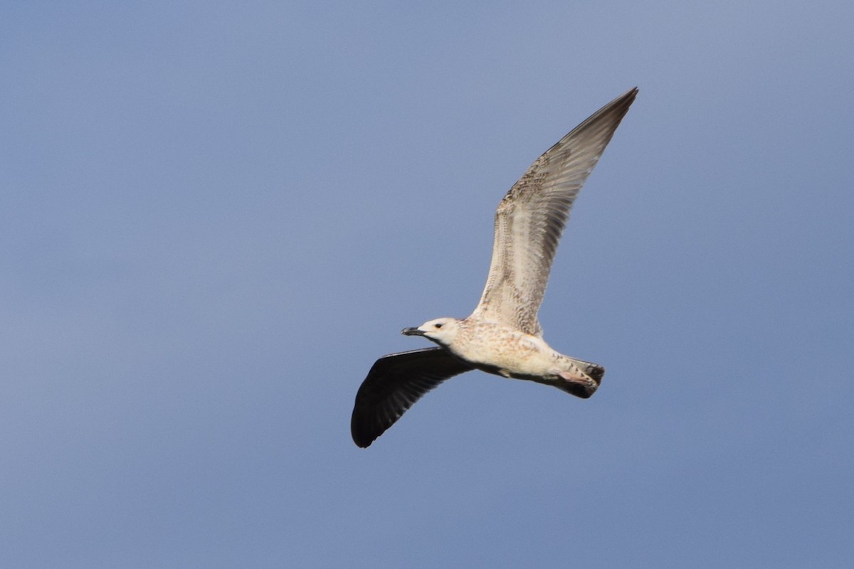 Caspian Gull - ML642472147