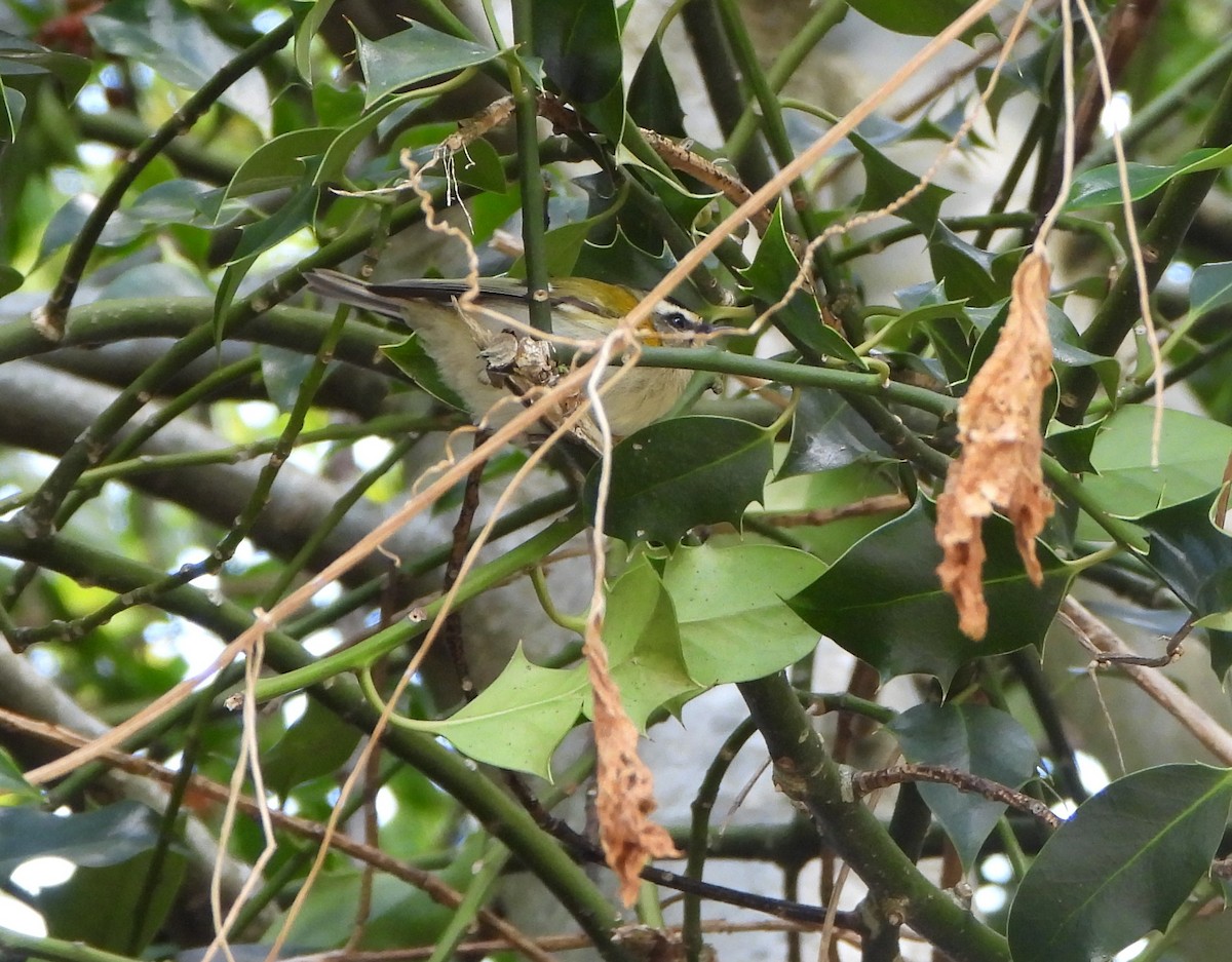 Common Firecrest - ML642472164