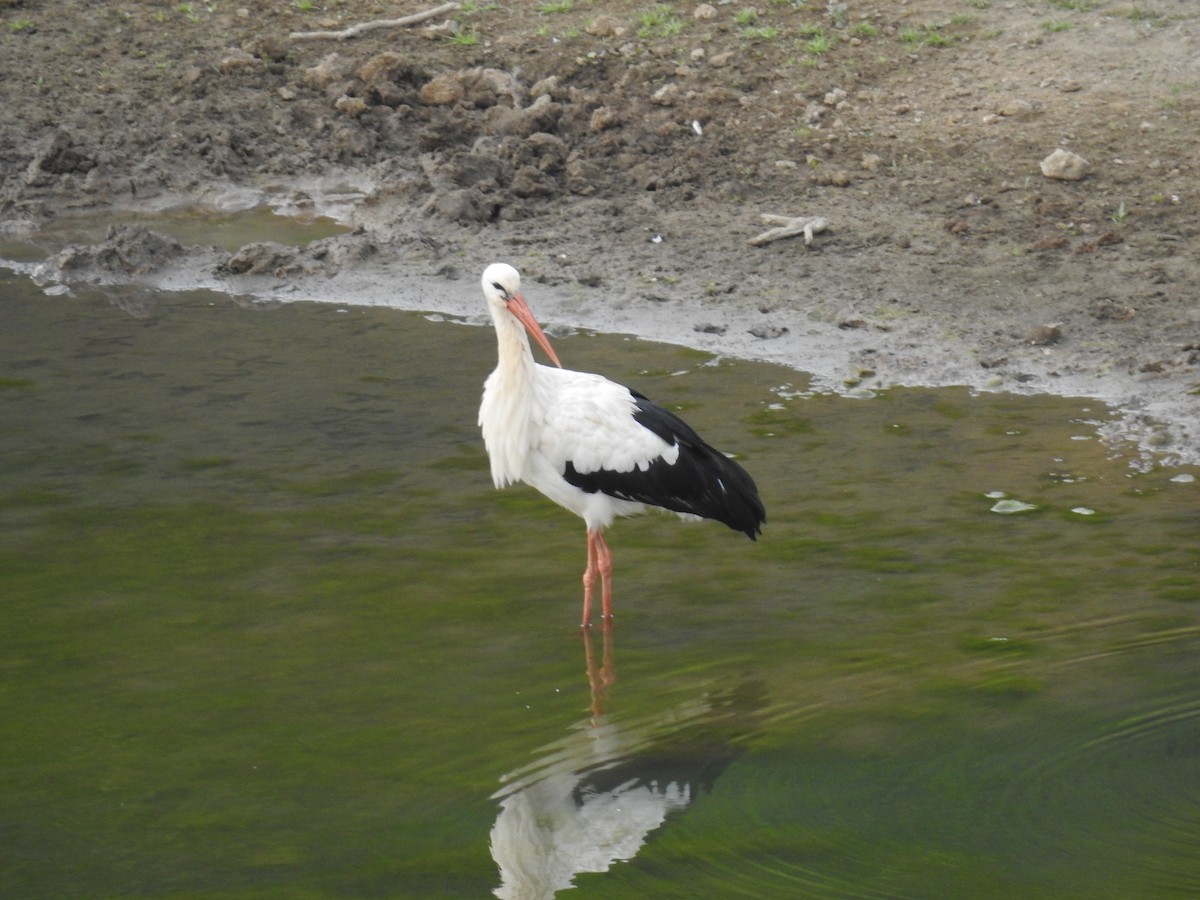 čáp bílý - ML642472168