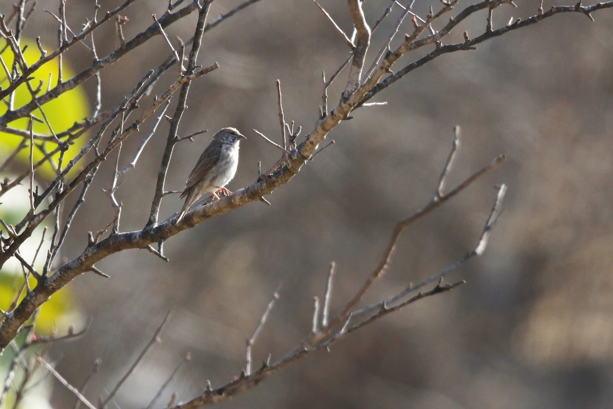 Yemen Serin - ML642472201