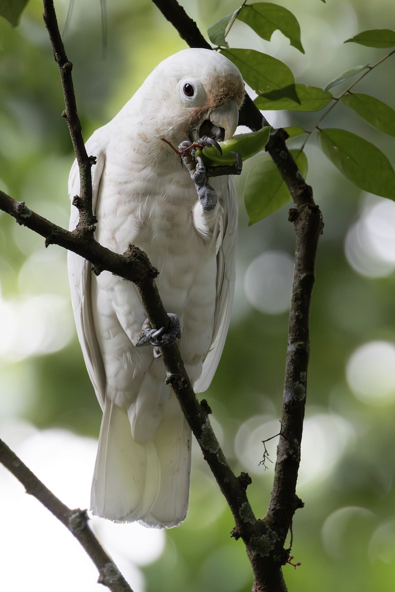 Tanimbar Corella - ML642472246