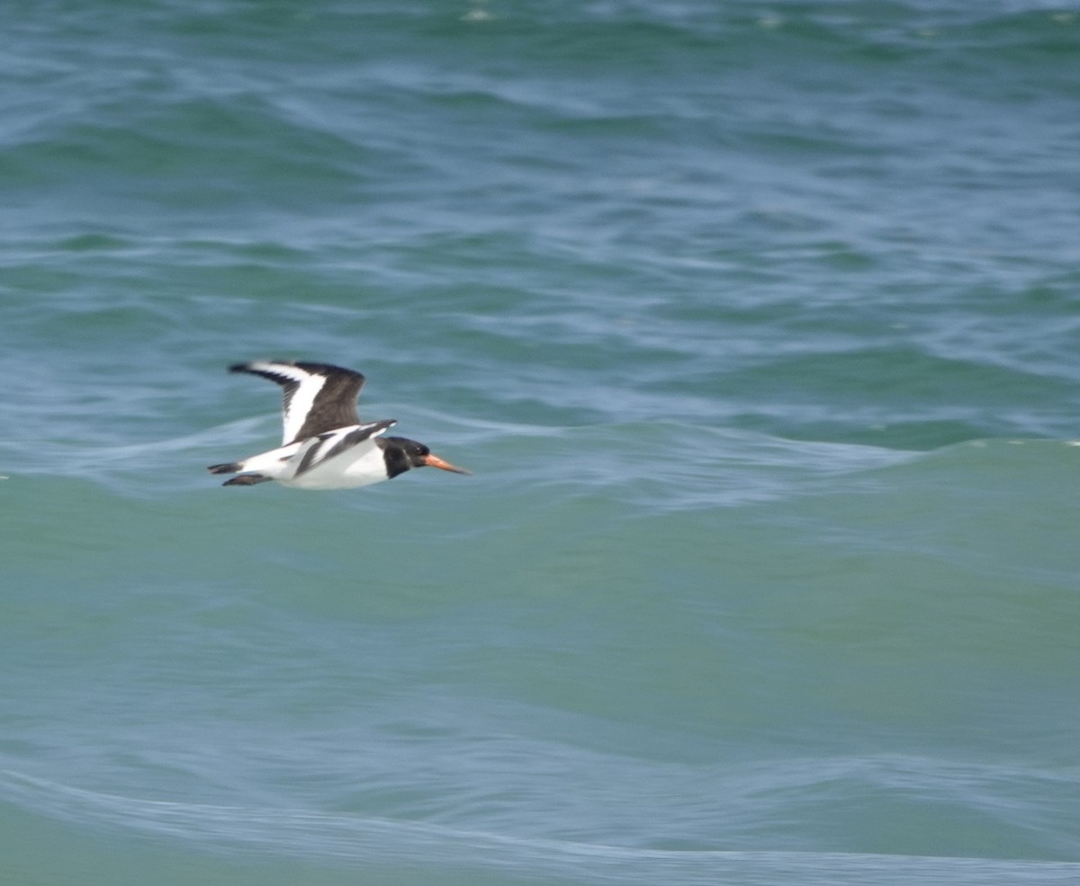 蠣鴴 - ML642472293