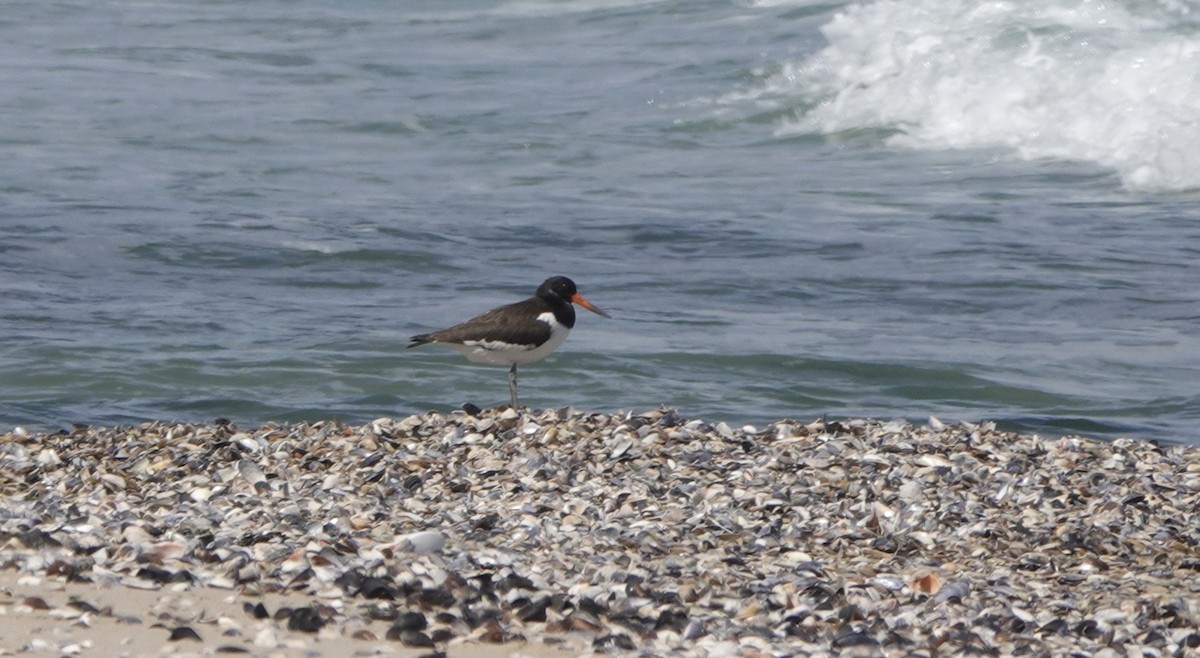 蠣鴴 - ML642472294