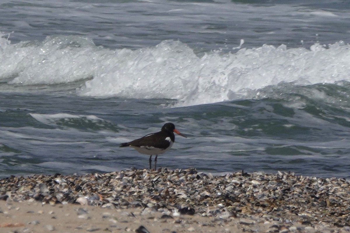 蠣鴴 - ML642472295