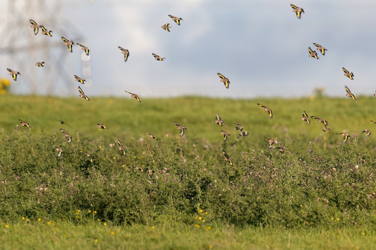 stehlík obecný - ML642472299