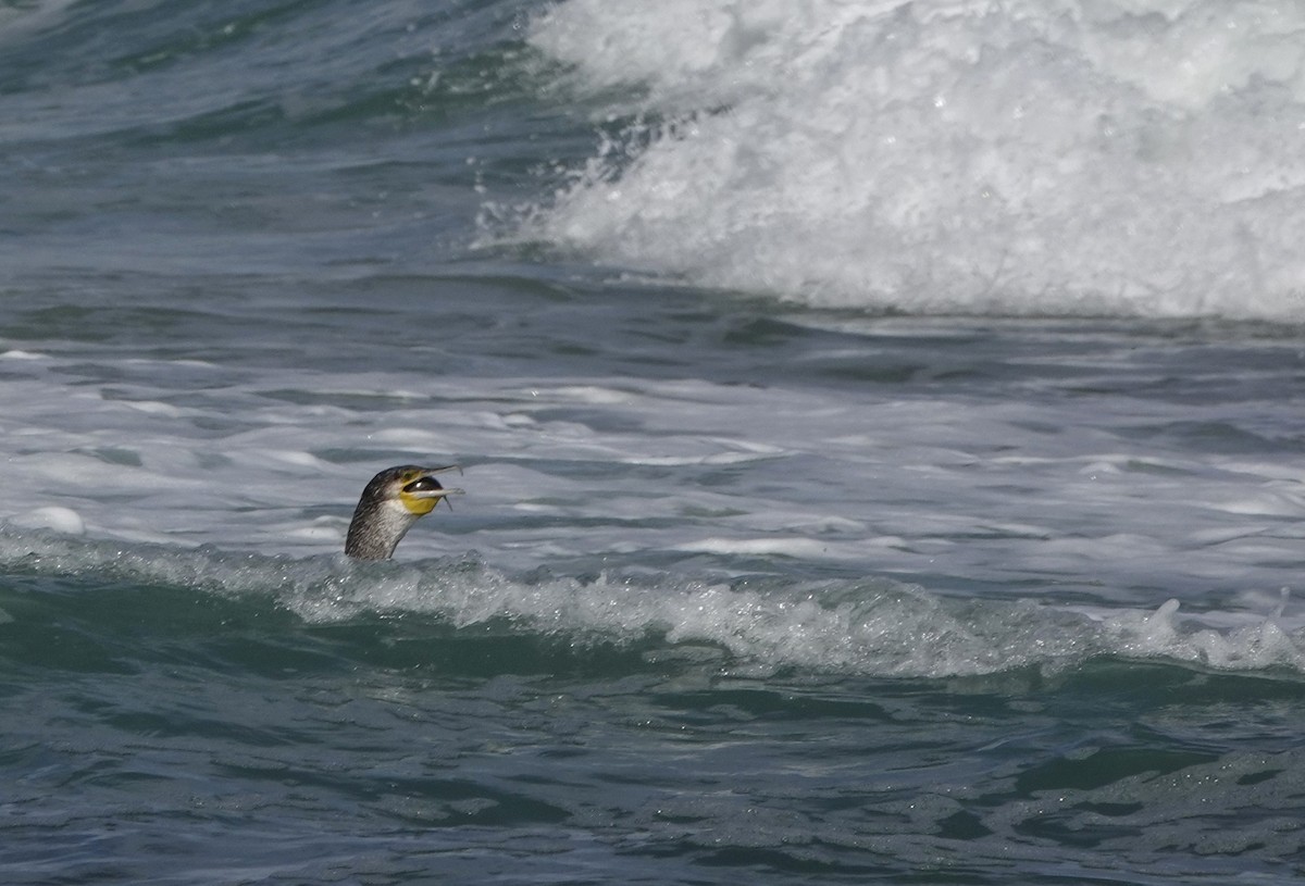 鸕鷀 - ML642472312