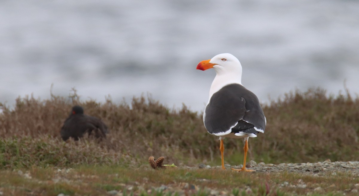 Pacific Gull - ML642472323