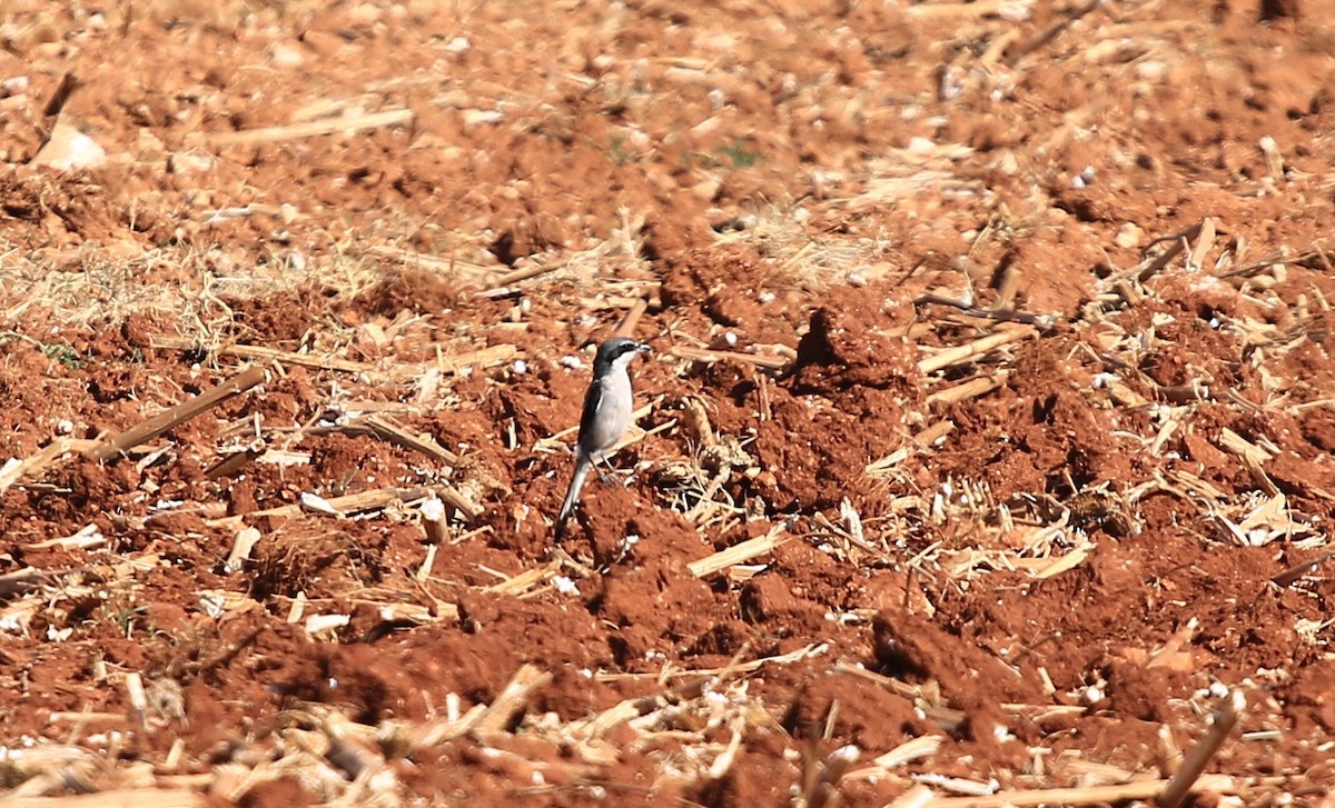 Iberian Gray Shrike - ML642472344