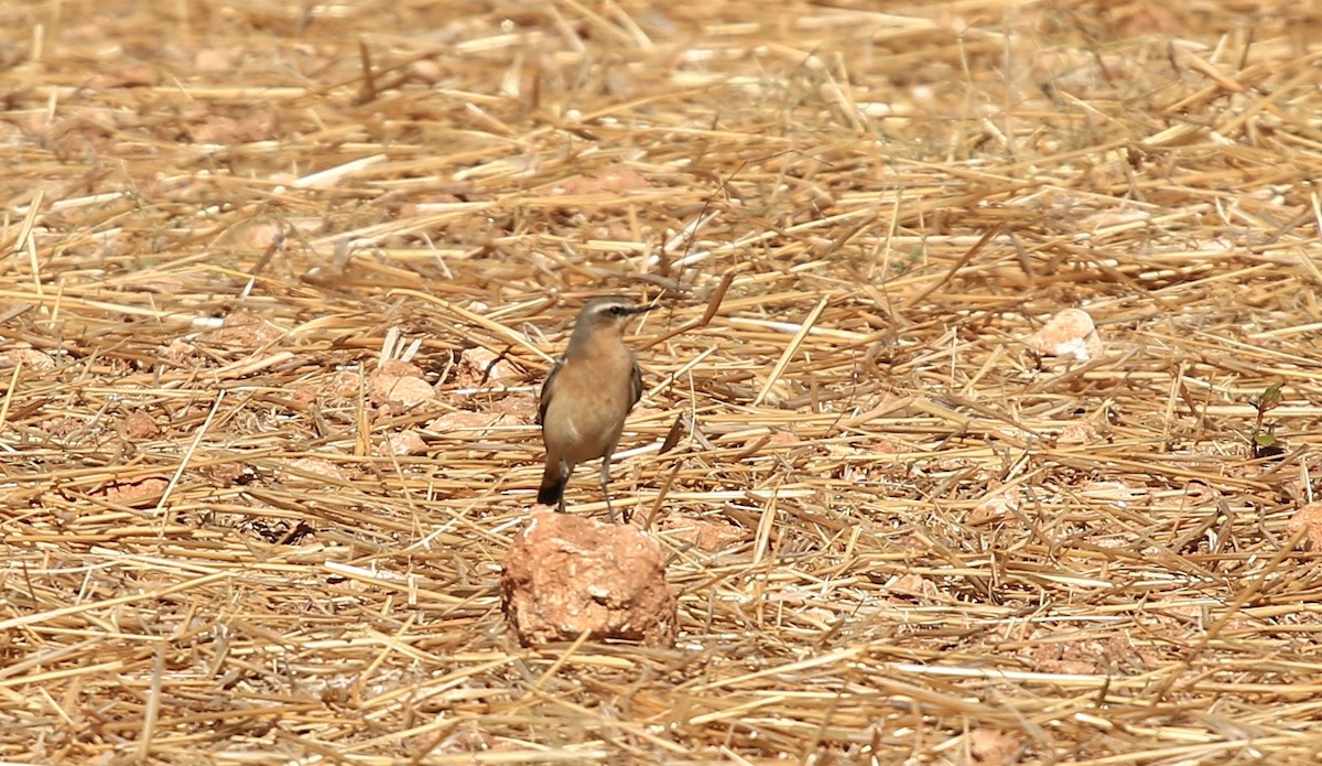 Northern Wheatear - ML642472345