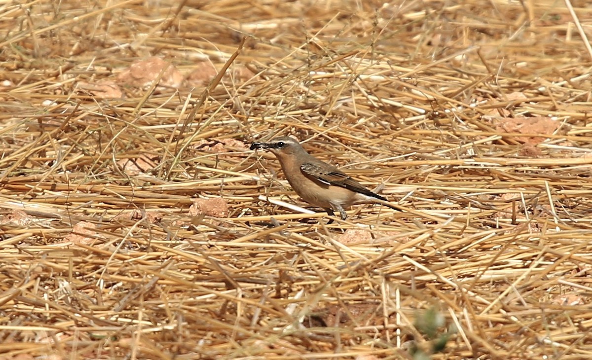 Northern Wheatear - ML642472347