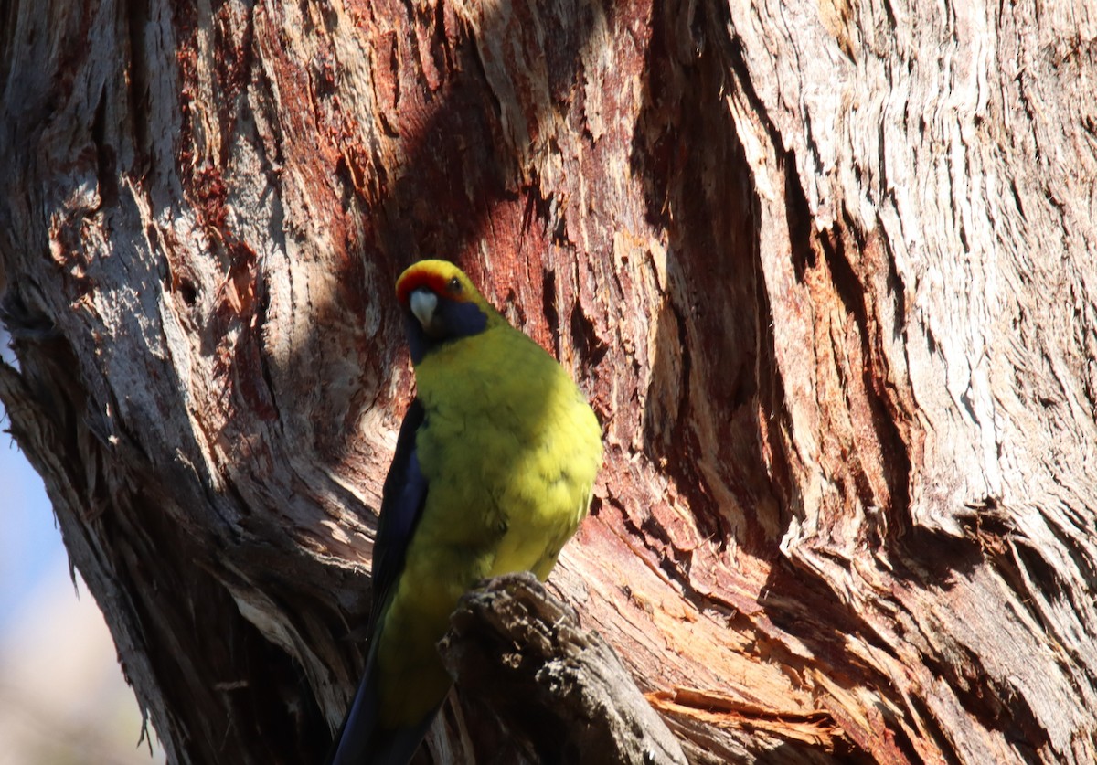 Green Rosella - ML642472357