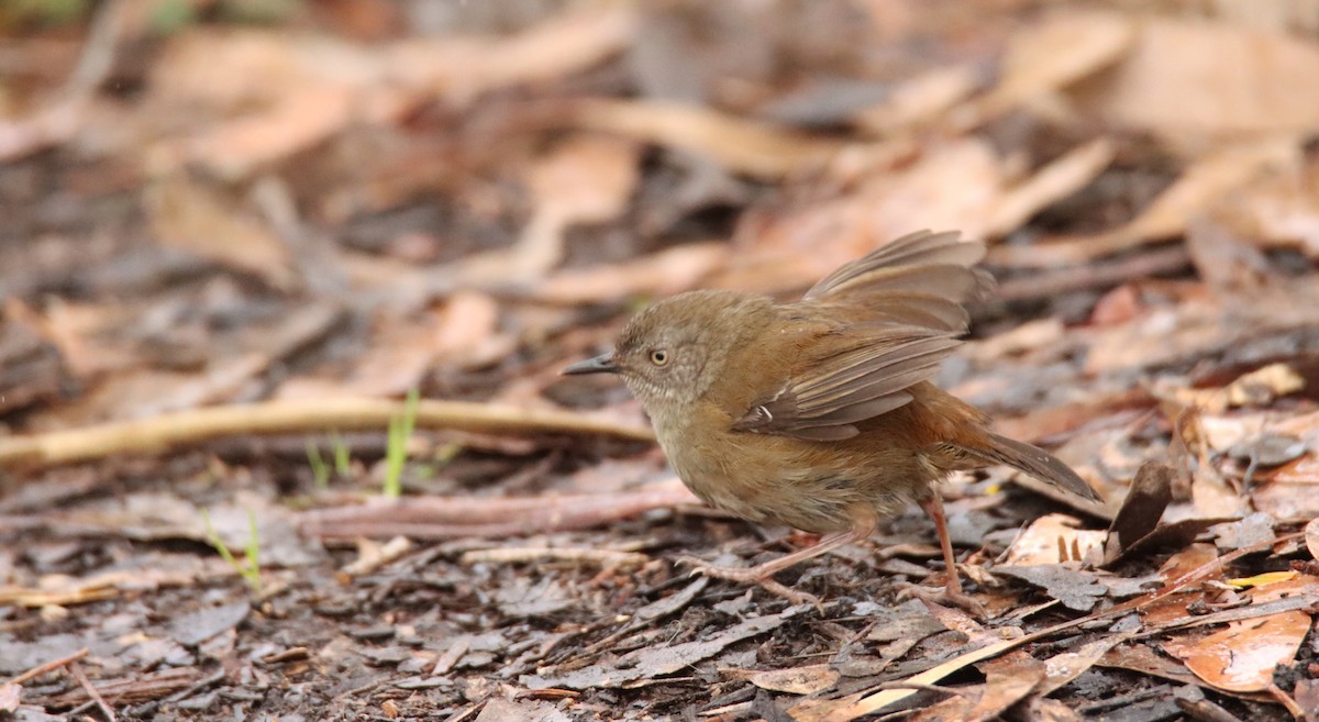 Tasmanian Scrubwren - ML642472359