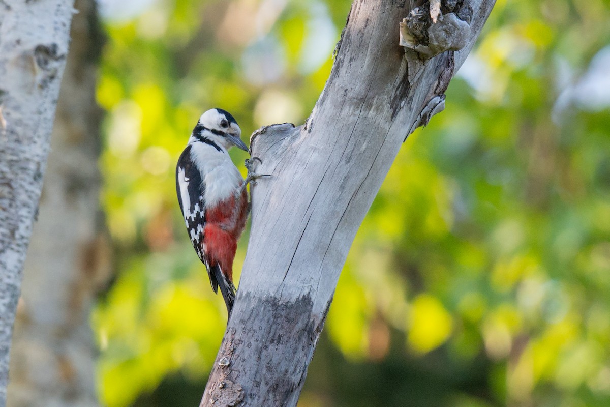 アカゲラ - ML642472367