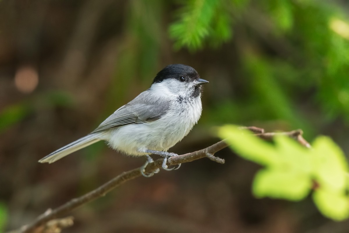 ハシブトガラ - ML642472398