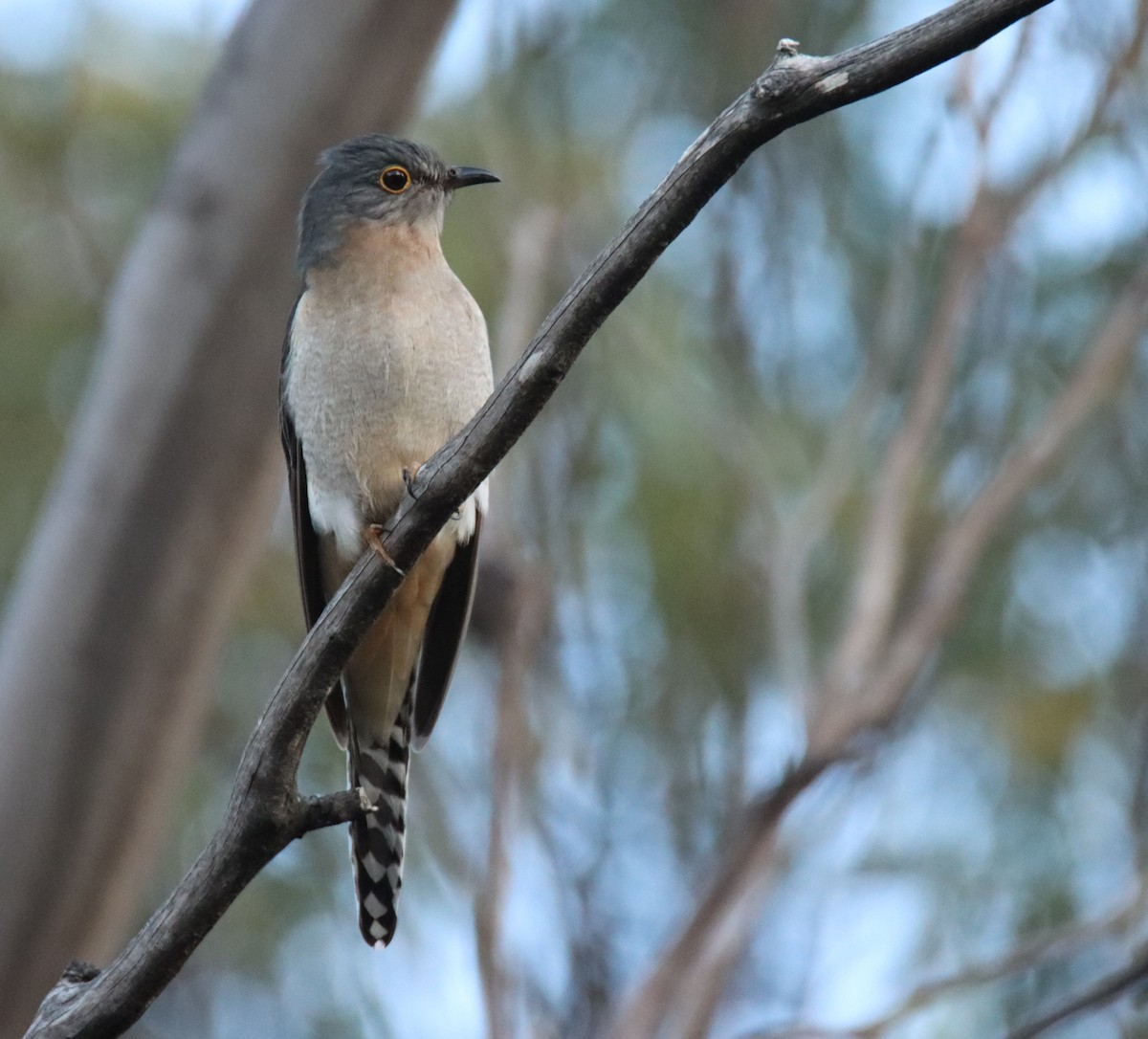 Fan-tailed Cuckoo - ML642472411