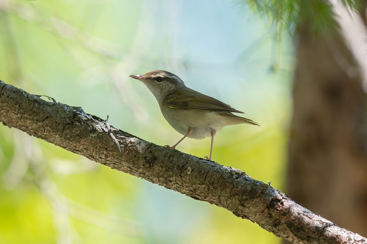 Sakhalin Leaf Warbler - ML642472414