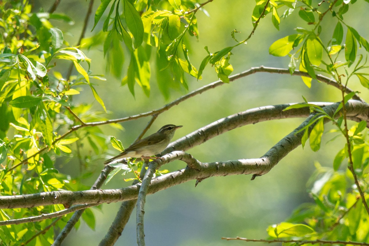Sakhalin Leaf Warbler - ML642472415