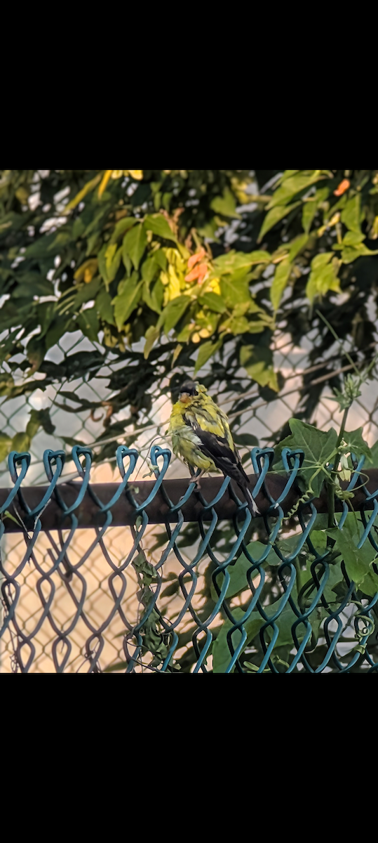 American Goldfinch - ML642472416